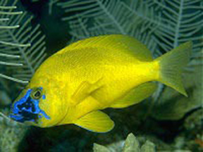 HYPOPLECTRUS GUMMIGUTTA